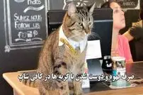 (ویدئو) صرف قهوه و دوست شدن با گربه ها در کافی شاپ