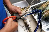 ببینید| غذای خیابانی در تایلند؛ تهیه خوراک تند با میگو و سبزیجات در بانکوک