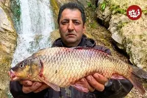 ببینید| غذای روستایی در آذربایجان؛ کباب کردن 3 ماهی کپور در کنار آبشار