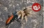 ببینید| مارمولک گکو شکار زنبور را قاپید
