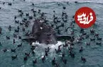 ببینید| مرگ غیرعادی شمار زیادی از بچه‌نهنگ‌ها در سواحل آرژانتین