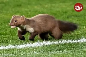 ببینید| ورود ناگهانی یک راسو به زمین فوتبال