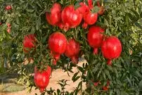 چگونه انار بکاریم؟