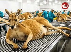 ببینید| چگونه استرالیایی ها هزاران کانگورو را برای تولید گوشت پرورش می دهند؟