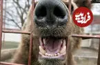 ببینید| نجات خرس‌های قهوه‌ای از اسارت و شرایط سخت در ارمنستان
