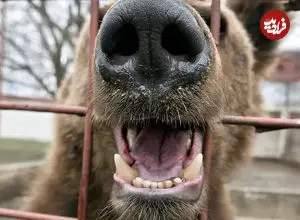 ببینید| نجات خرس‌های قهوه‌ای از اسارت و شرایط سخت در ارمنستان