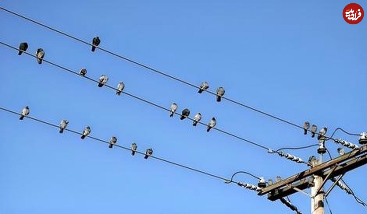 (ویدیو) لحظه برق گرفتگی دسته جمعی پرندگان روی کابل برق 