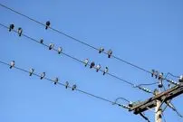 (ویدیو) لحظه برق گرفتگی دسته جمعی پرندگان روی کابل برق 