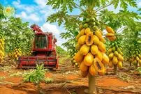 ببینید| مراحل دیدنی برداشت پاپایا در باغ های اندونزی 