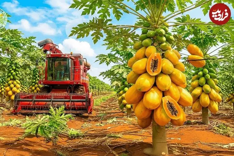 ببینید| مراحل دیدنی برداشت پاپایا در باغ های اندونزی 