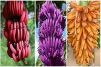 (ویدئو) فرآیند کاشت و برداشت گران ترین موز جهان در مزارع ژاپن