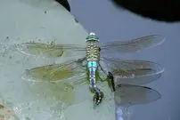 ابداع یک مادۀ جدید میکروب‌کش با الهام از «بال سنجاقک»