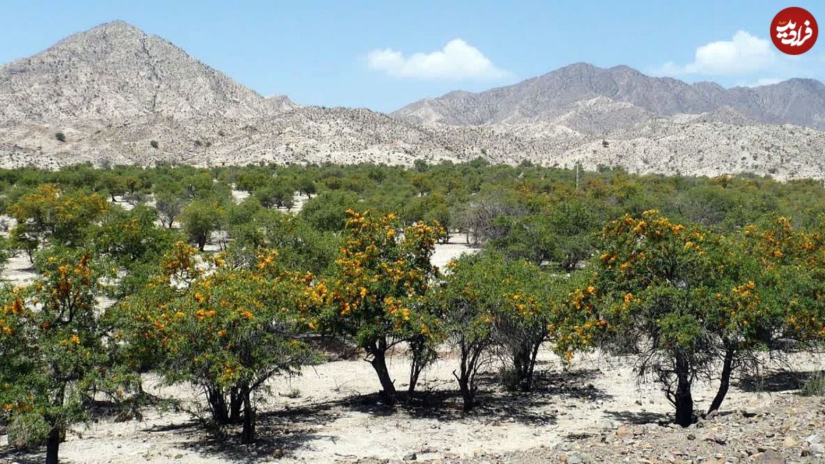 انار شیطان درختی در بلوچستان؛ از خاصیت دارویی تا ساخت قُنداقِ تُفنگ
