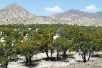 انار شیطان درختی در بلوچستان؛ از خاصیت دارویی تا ساخت قُنداقِ تُفنگ
