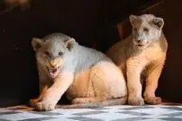 تصاویری از توله شیرهای سفید آفریقایی؛ این توله‌ها همین هفته صاحب نام می شوند