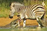 ببینید| فرار معجزه آسای گورخر از آرواره های دو کروکودیل گرسنه