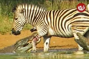 ببینید| فرار معجزه آسای گورخر از آرواره های دو کروکودیل گرسنه