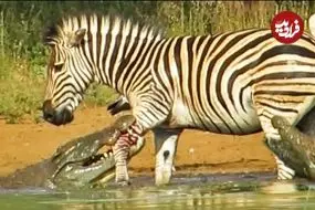 ببینید| فرار معجزه آسای گورخر از آرواره های دو کروکودیل گرسنه