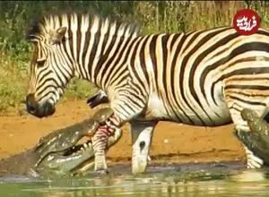 ببینید| فرار معجزه آسای گورخر از آرواره های دو کروکودیل گرسنه