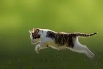 (ویدیو) سرعت باورنکردنی واکنش گربه به حمله یک مار سمی!