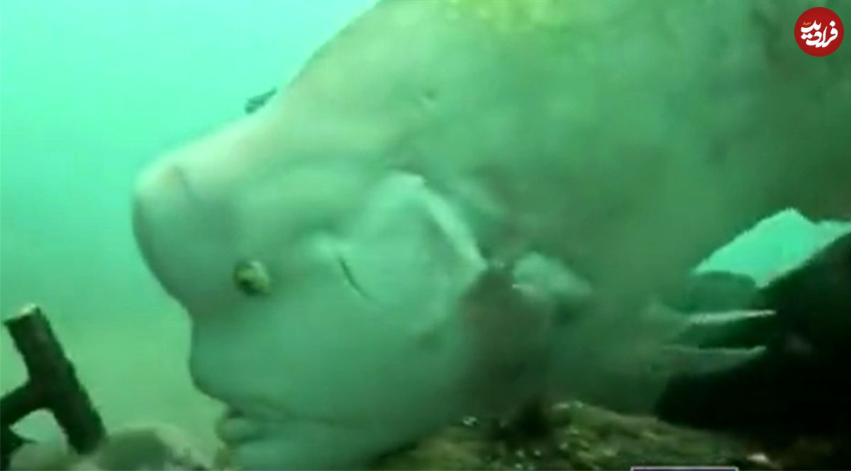 (ویدئو) این ماهی عجیب الخلقه از غواص غذا می‌خواست!