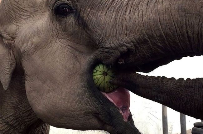 (ویدئو) اصرار خنده دار یک فیل برای قورت دادن یک هندوانه بزرگ