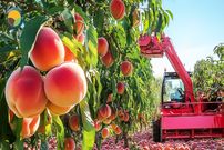ببینید؛ مراحل دیدنی پرورش، برداشت، فرآوری و تهیه کمپوت هلو در آمریکا
