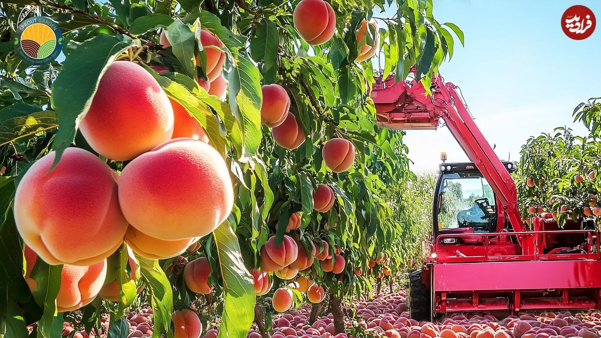 ببینید؛ مراحل دیدنی پرورش، برداشت، فرآوری و تهیه کمپوت هلو در آمریکا