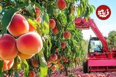 ببینید؛ مراحل دیدنی پرورش، برداشت، فرآوری و تهیه کمپوت هلو در آمریکا