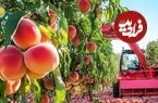 ببینید؛ مراحل دیدنی پرورش، برداشت، فرآوری و تهیه کمپوت هلو در آمریکا