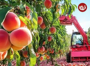 ببینید؛ مراحل دیدنی پرورش، برداشت، فرآوری و تهیه کمپوت هلو در آمریکا