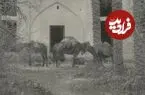 عکس| سفر زمان؛ تصویری از یک مهمانسرا در اطراف کازرون؛ 135 سال قبل