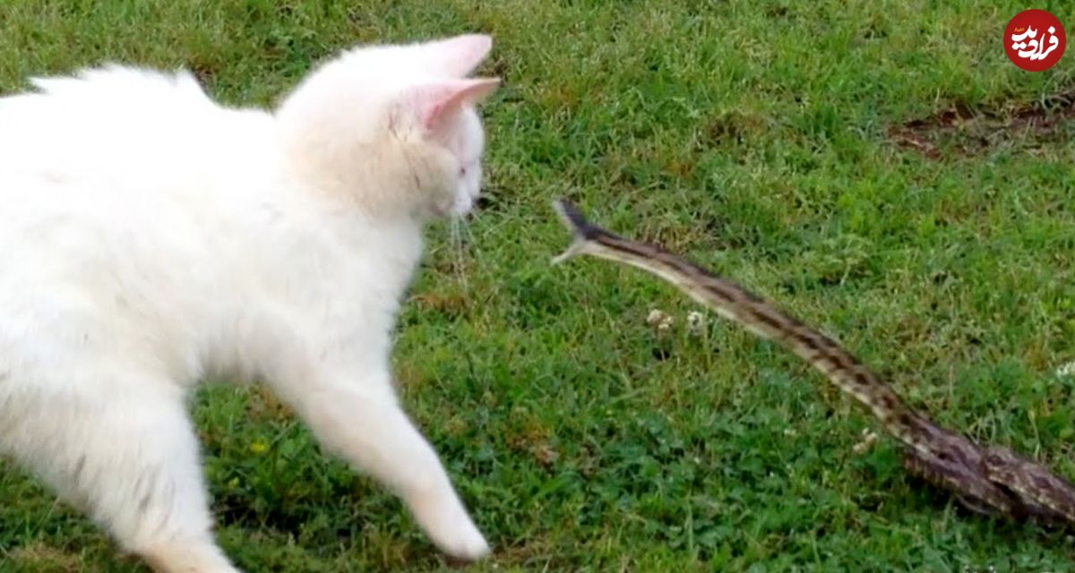 (ویدئو) مرد حیوا‌ن‌آزار گربه را در حین مبارزه با یک مار سمی غافلگیر کرد!