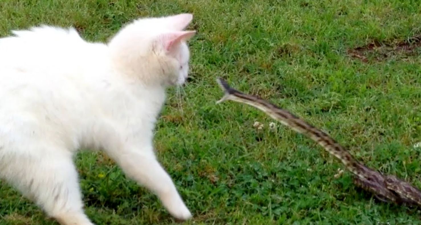 (ویدئو) مرد حیوا‌ن‌آزار گربه را در حین مبارزه با یک مار سمی غافلگیر کرد!