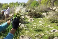 سنت سبزی‌چینی بهاری؛ خطری که کو‌ه‌های تهران را تهدید می‌کند!