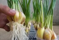 (ویدئو) یک روش شگفت انگیز و ساده برای کاشت و برداشت سیر در لیوان یک بار مصرف در خانه