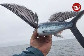 تصاویر؛ جانوران غیر پرنده‌ای که پرواز می‌کنند