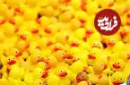 ببینید| رقابت هزاران اردک زرد پلاستیکی برای کمک به کودکان بیمار