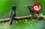 تصاویر؛ عکس‌های شگفت‌انگیز حیات‌وحش که فینالیست جایزه Refocus سال ۲۰۲۵ شدند