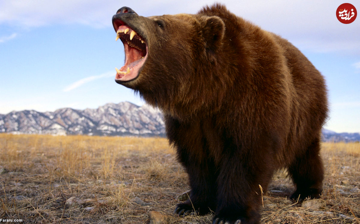 (ویدیو) نبرد وحشیانه خرس های گریزلی