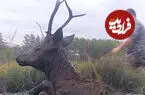 ببینید| تلاش جانانه برای نجات گوزن گرفتار در میان گل‌ولای