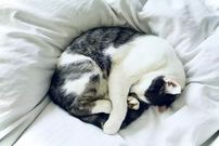 عکس؛ چرا گربه‌ها روی پهلوی چپ خود می‌خوابند؟