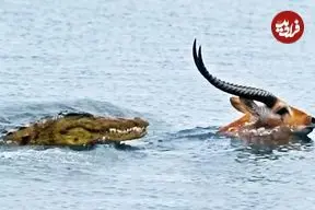 ببینید| فرار تماشایی ایمپالا از دست کروکودیل گرسنه در رودخانه