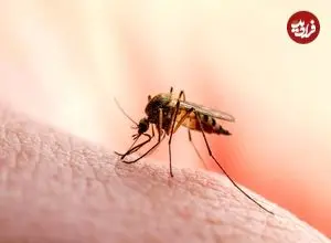 پاشنه آشیل مالاریا کشف شد