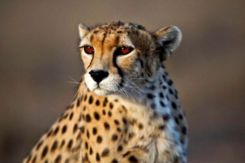 یوزپلنگ ایرانی ۵ سال دیگر منقرض می‌شود؟ 