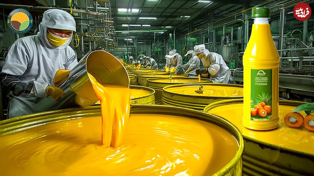 ببینید؛ روغن پالم چگونه تولید می شود؟