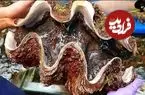 ببینید| غذای خیابانی در ژاپن؛ برش و تهیه غذاهای سنتی با صدف 100 دلاری در اوکیناوا