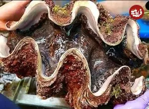 ببینید| غذای خیابانی در ژاپن؛ برش و تهیه غذاهای سنتی با صدف 100 دلاری در اوکیناوا