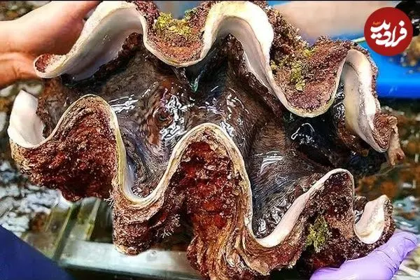 ببینید| غذای خیابانی در ژاپن؛ برش و تهیه غذاهای سنتی با صدف 100 دلاری در اوکیناوا