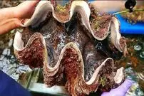 ببینید| غذای خیابانی در ژاپن؛ برش و تهیه غذاهای سنتی با صدف 100 دلاری در اوکیناوا